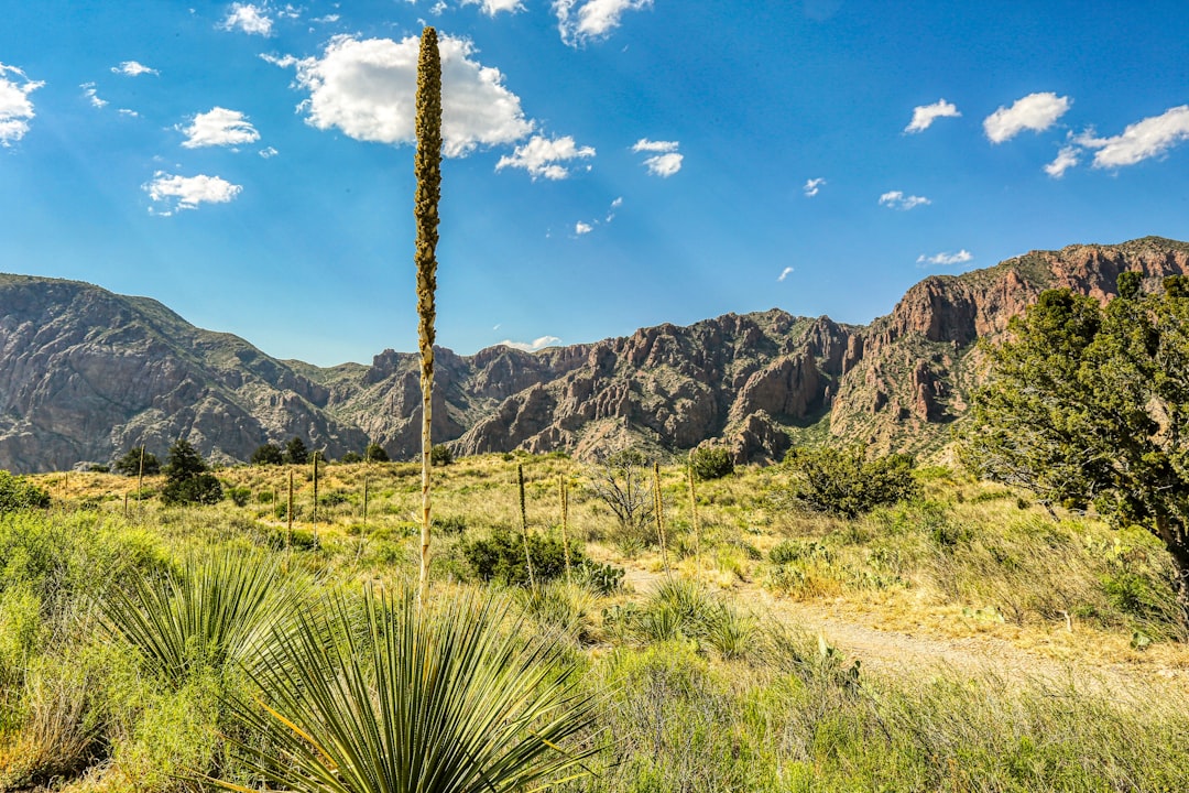 lawfirm,lawyer,Texas