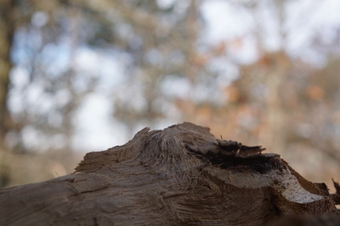 Unveiling Arkansas’ Long-Term Community Health Impact: Sexual Abuse and Legal Support