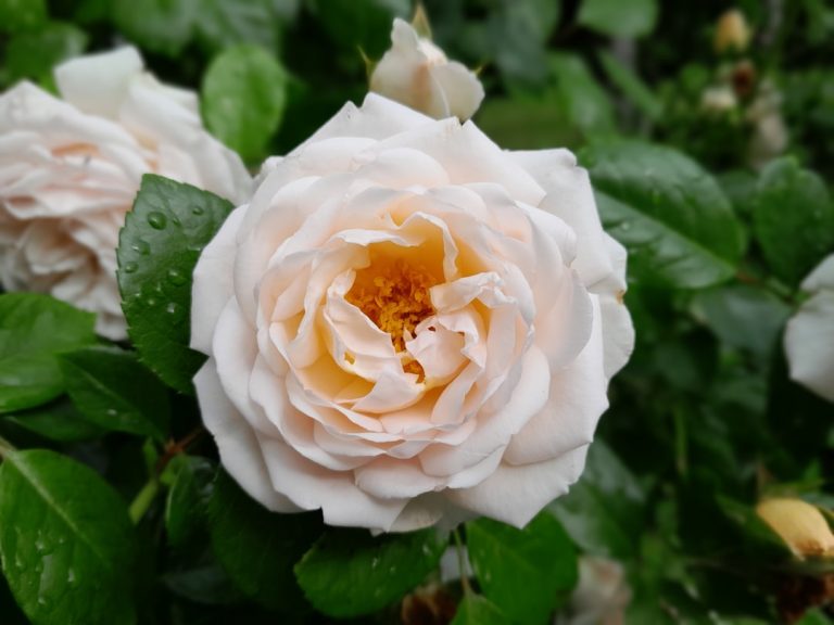 lawfirm,lawyer,Pennsylvania