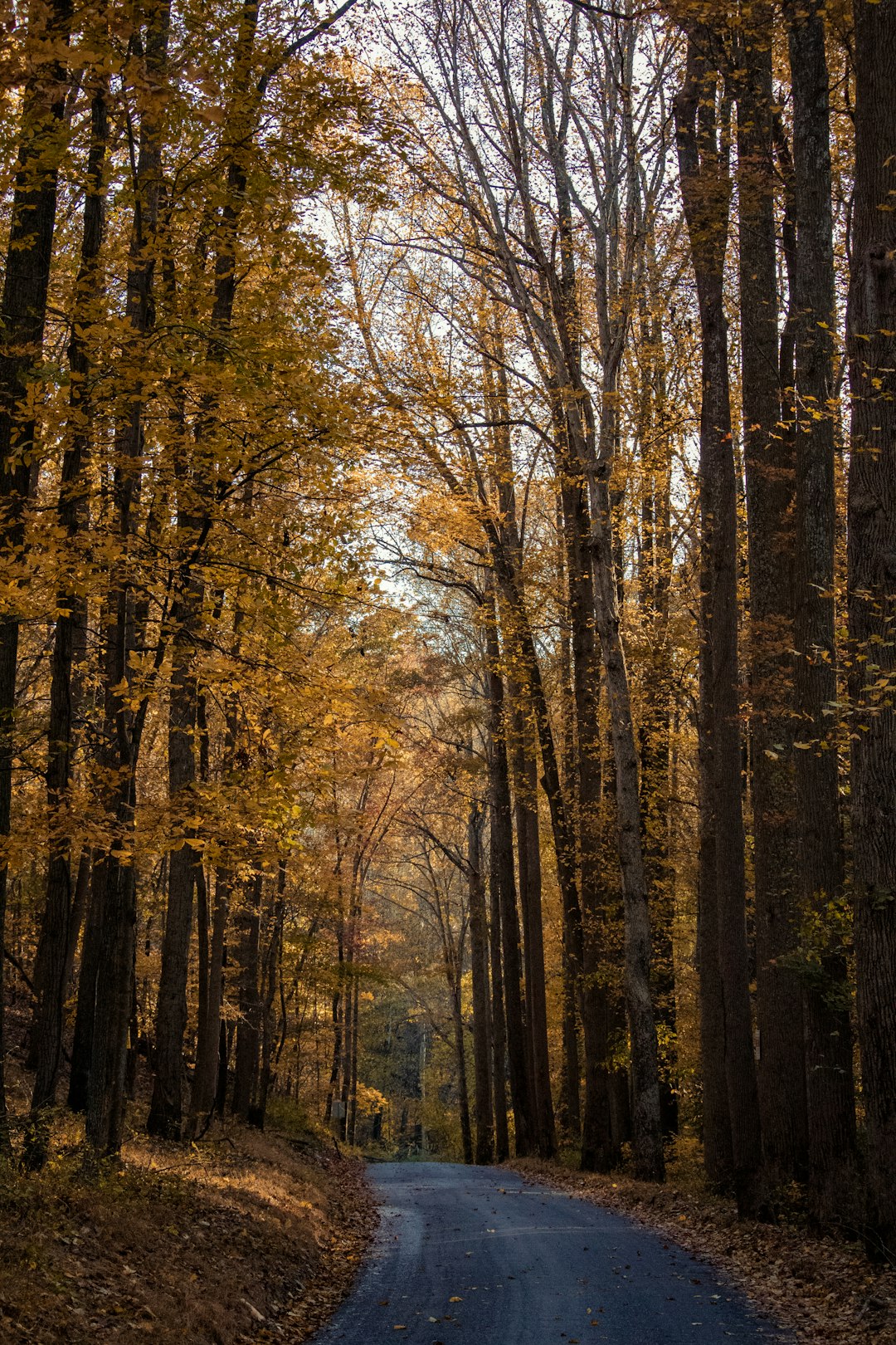 Maryland