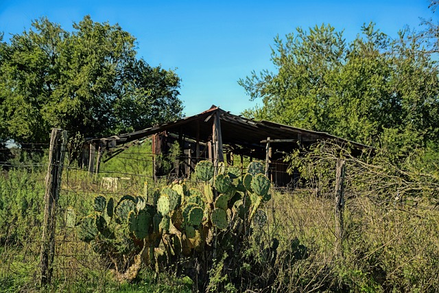 Child Abuse & Austin’s Juvenile Justice: Addressing a Complex Connection, Legal Solutions