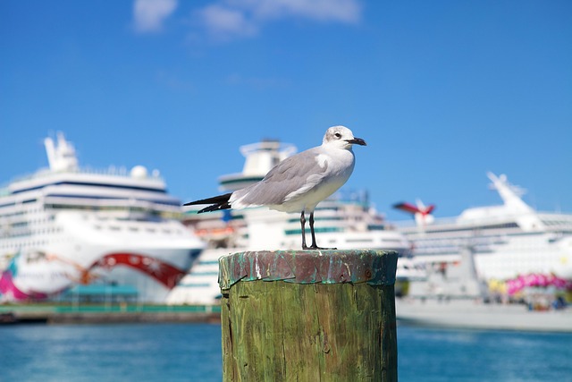 Cruise Line Sexual Assault Justice: Maryland Victims’ Rights & Support