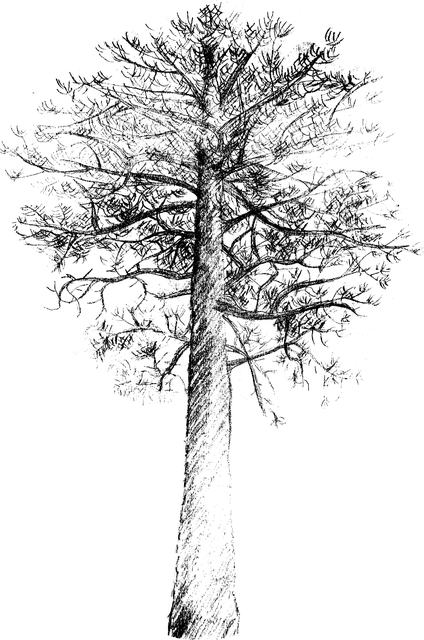 npressfetimg-5829.png