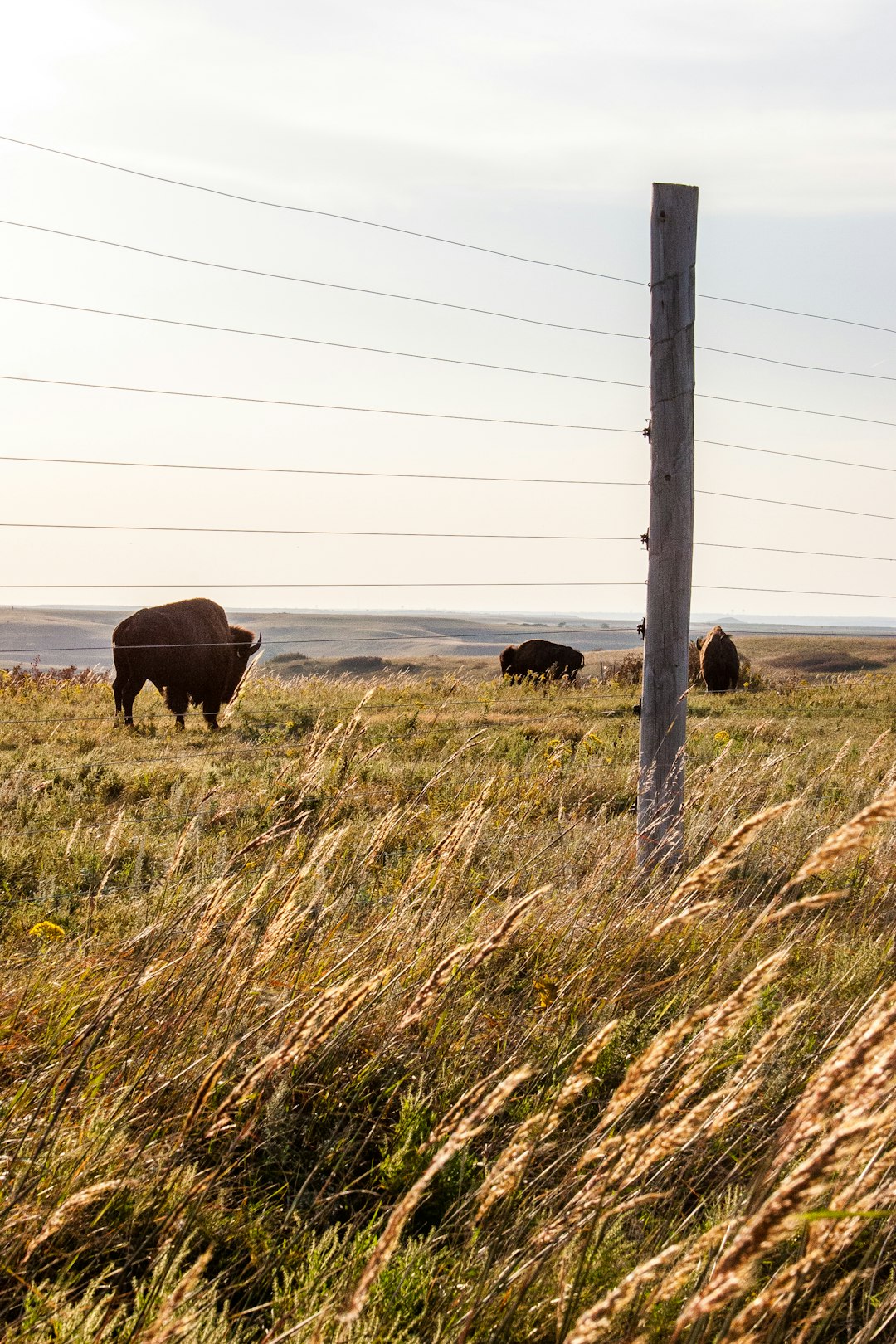 kansas-640x480-42355587.jpeg