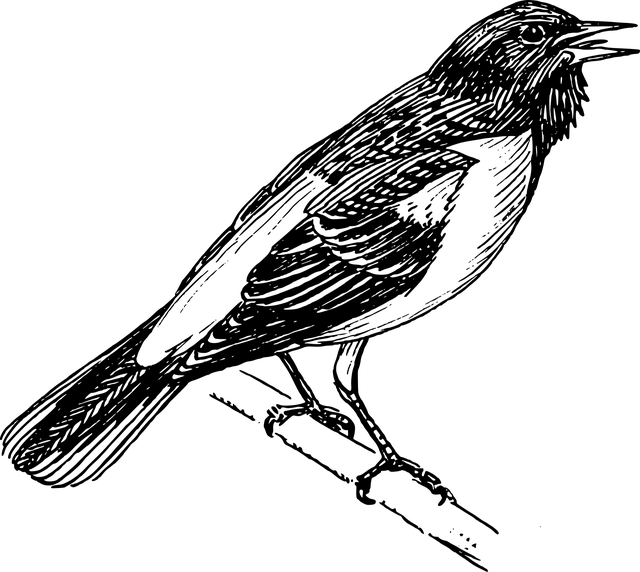 npressfetimg-5231.png