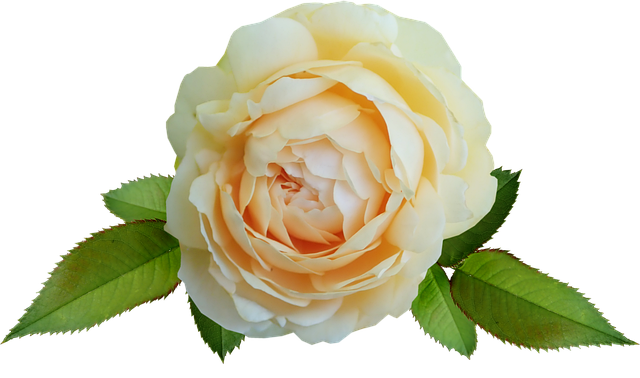 npressfetimg-5602.png