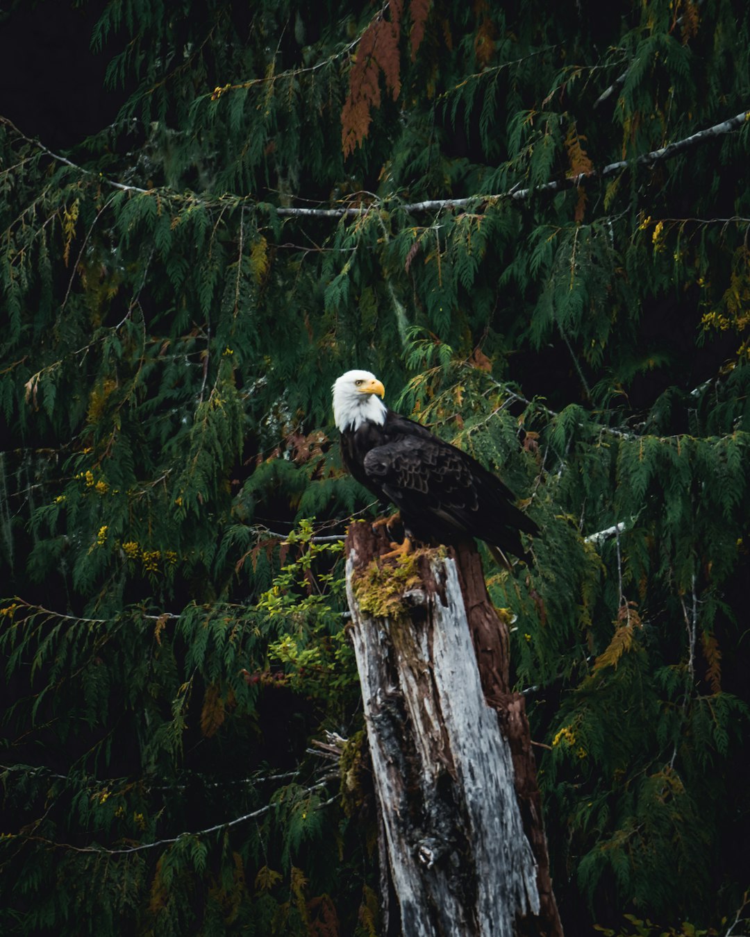 lawyer,lawsuit,Oregon