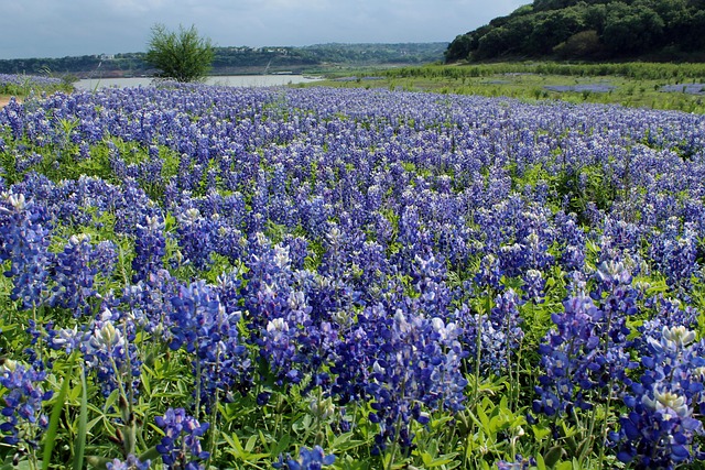 Austin TX