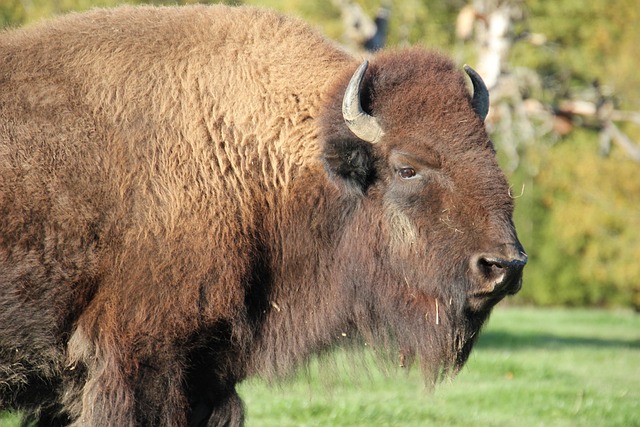 Buffalo NY