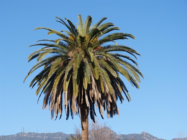 lawyer,lawsuit,Los Angeles CA