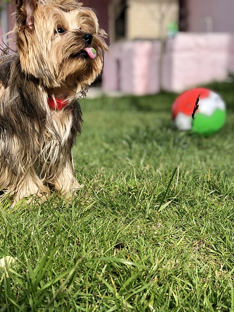 lawyer,lawsuit,New York