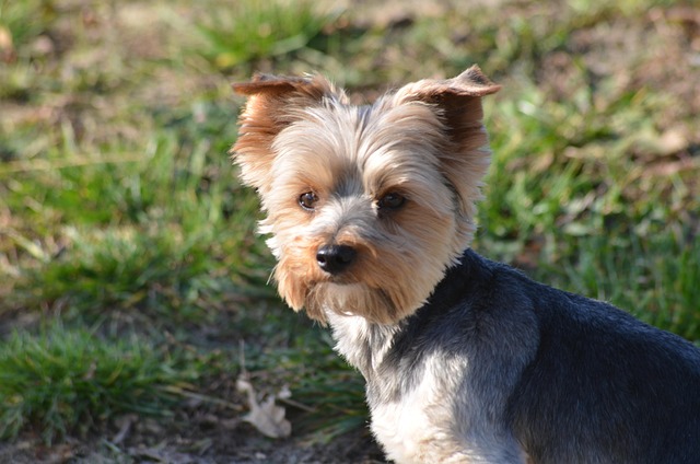 lawyer,lawsuit,New York