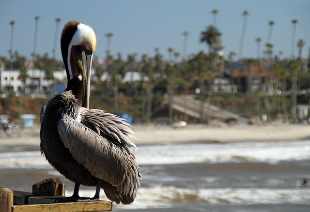 lawyer,lawsuit,nursing home,San Diego CA