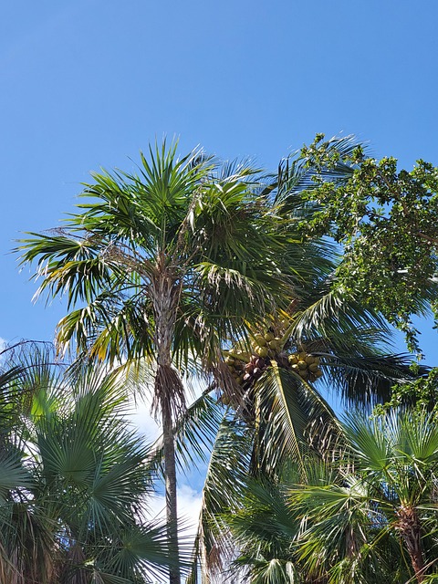 Miami FL