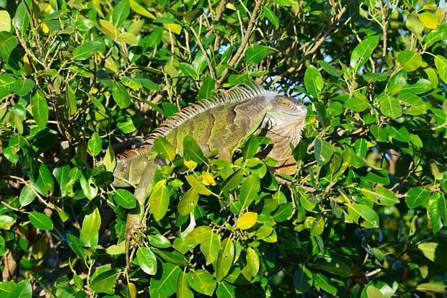Miami FL