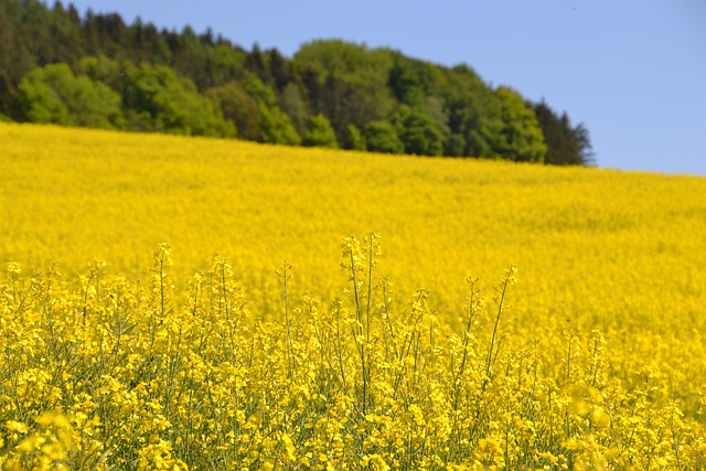 rape attorneys Portland OR