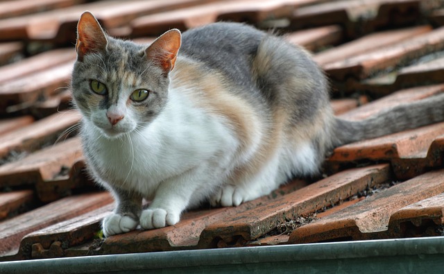 roof-640x480-38818026.jpeg