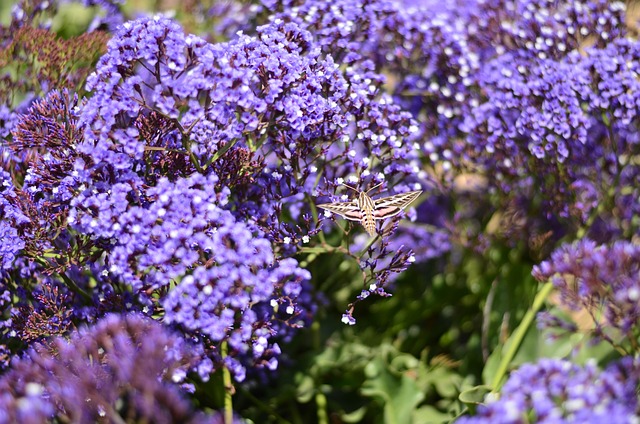 San Diego CA