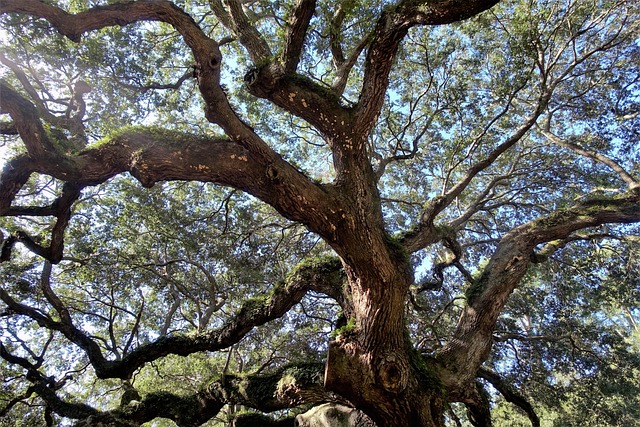 South Carolina