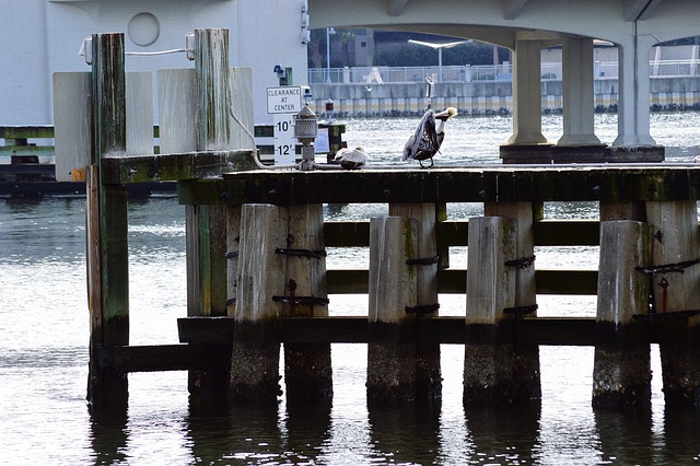Tampa FL