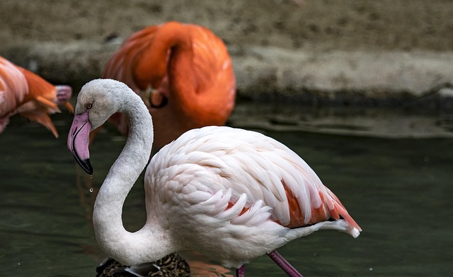 lawyer,lawsuit,cruise ship,San Diego CA