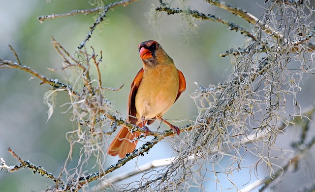 lawyer,lawsuit,nursing home,South Carolina