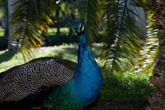 Miami FL