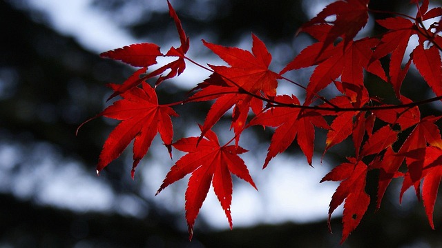 lawyer,lawsuit,cruise ship,Columbus OH