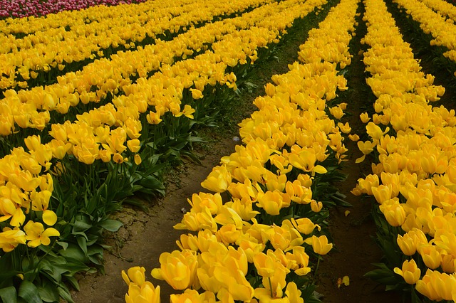 lawyer,lawsuit,cruise ship,Seattle WA