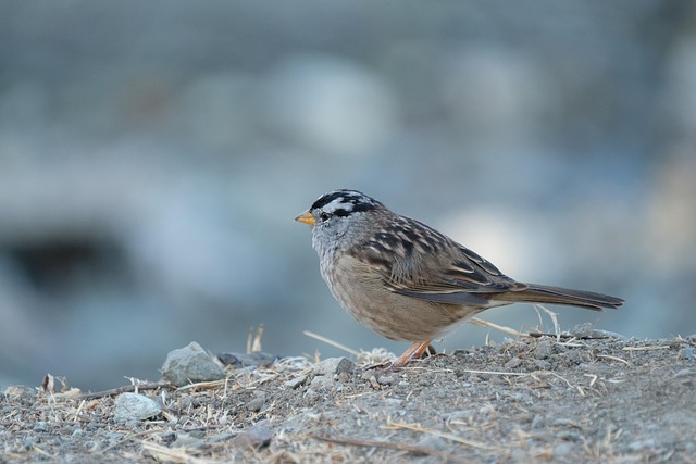 lawyer,lawsuit,Los Angeles CA