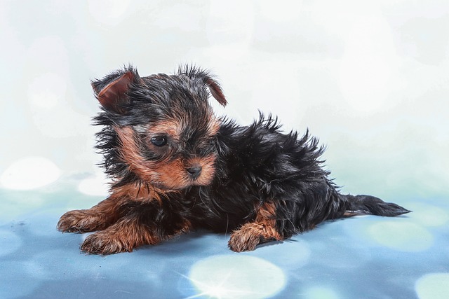 lawyer,lawsuit,New York