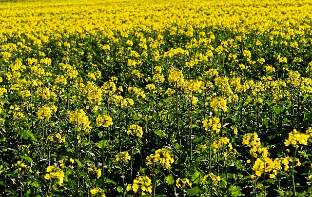 rape Lawyer Portland OR