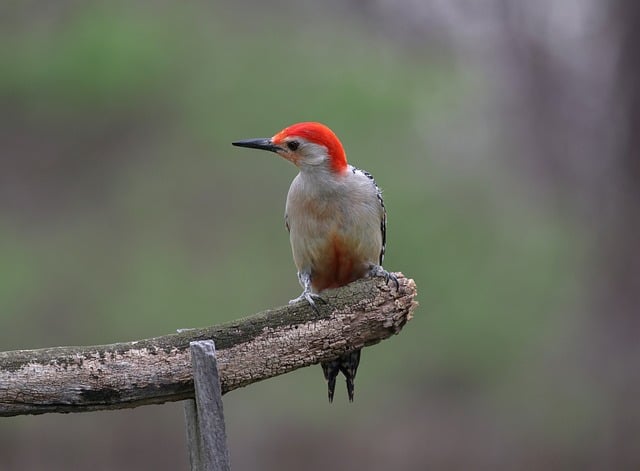 lawyer,lawsuit,Indianapolis IN