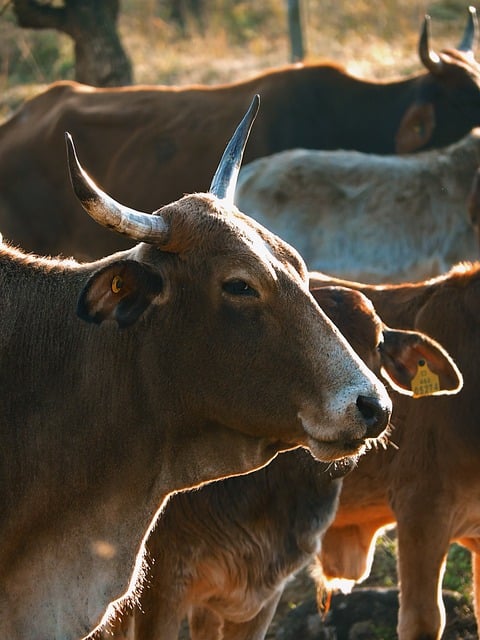 lawyer,lawsuit,Miami FL