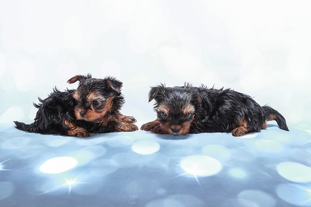 lawyer,lawsuit,New York