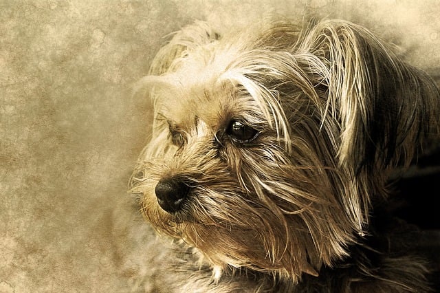 lawyer,lawsuit,New York