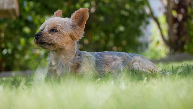 lawyer,lawsuit,New York