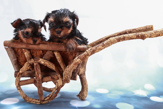 lawyer,lawsuit,New York