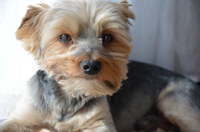 lawyer,lawsuit,New York