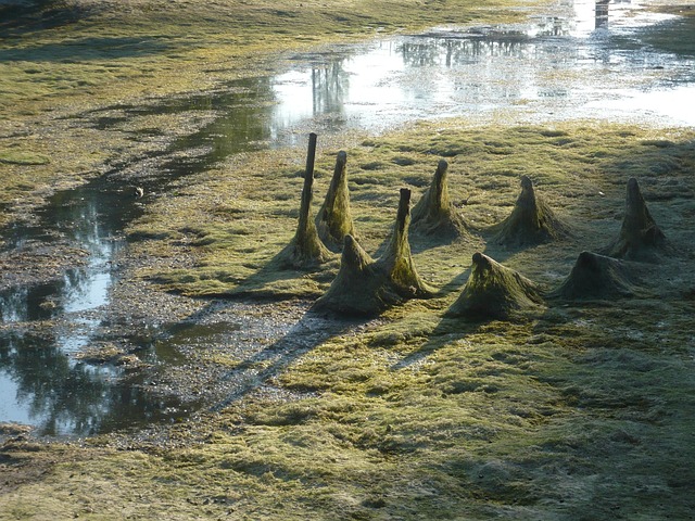 lawyer,lawsuit,nursing home,Chicago IL