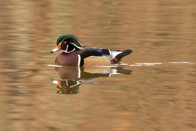 lawyer,lawsuit,South Carolina