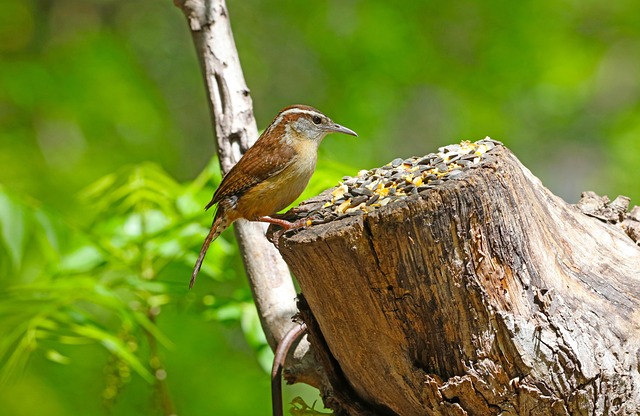 lawyer,lawsuit,South Carolina