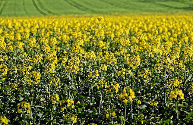 rape attorneys Portland OR