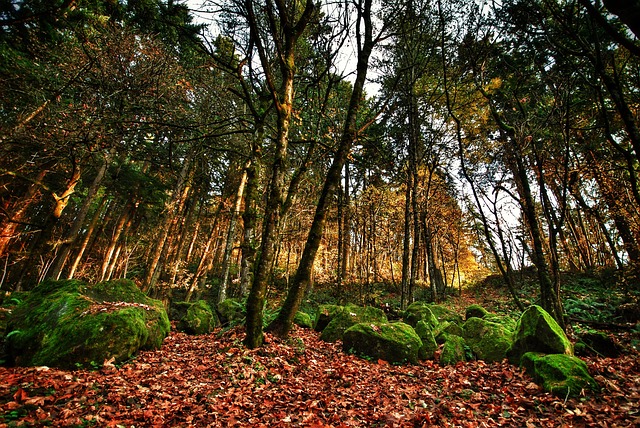 rape lawyers Portland OR