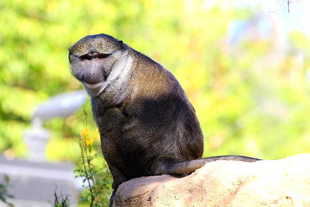 lawyer,lawsuit,cruise ship,San Diego CA