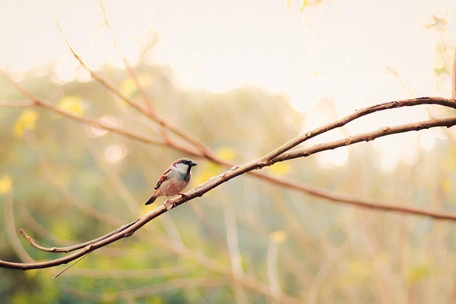 lawyer,lawsuit,Indianapolis IN