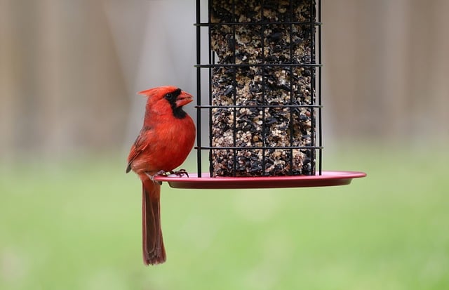 lawyer,lawsuit,Indianapolis IN