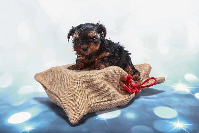 lawyer,lawsuit,New York