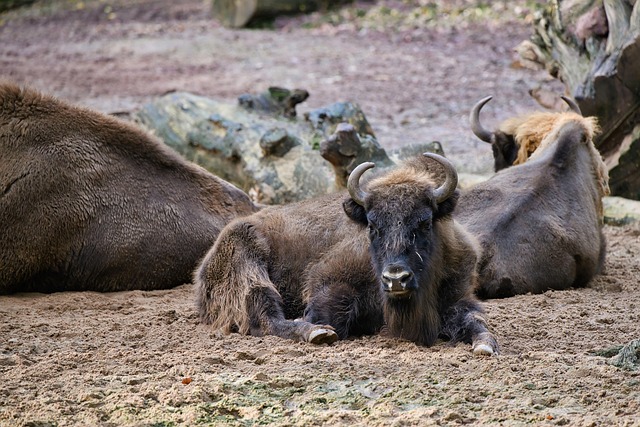 Buffalo NY: Doctor Sexual Assault Claims & Attorney Advocacy