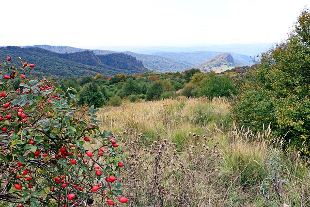 lawyer,lawsuit,Georgia